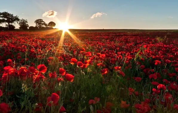 HORIZON, The SKY, The SUN, FIELD, RED, LIGHT, SPRING, RAYS