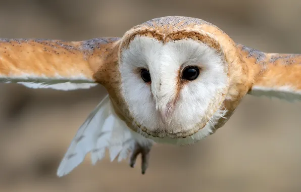 Look, flight, owl, bird, portrait, wings, the barn owl