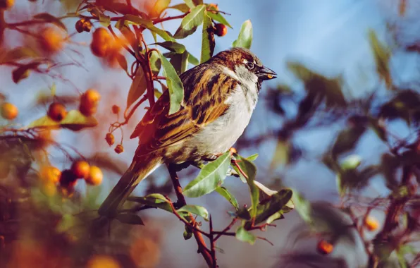 Leaves, berries, bird, blur, branch, Sparrow, bokeh