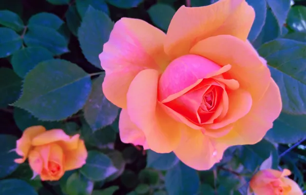 Picture leaves, orange, roses, garden, pink, bokeh