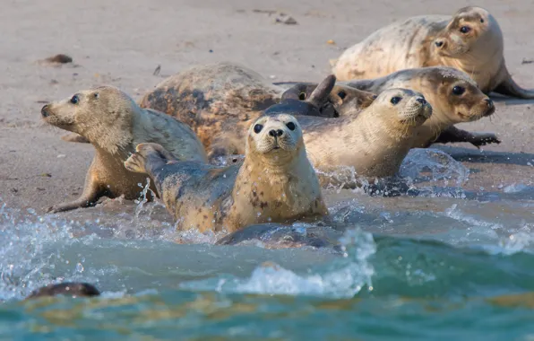 Picture sea, wave, squirt, shore, seal, bathing, company, Navy seal