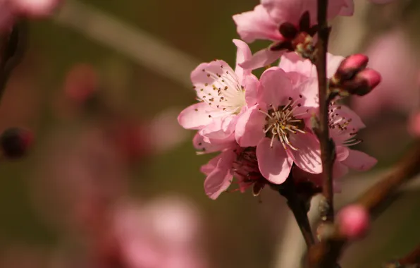 Macro, light, flowers, cherry, branch, spring, Sakura, pink