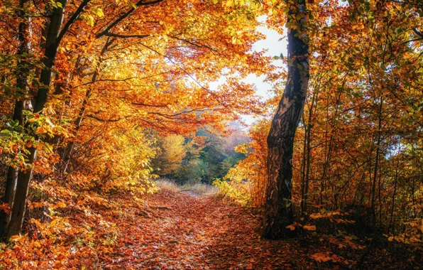Beautiful, autumn, forests, Ukraine, foliage