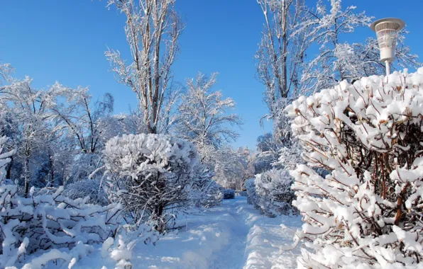 Picture winter, snow, nature, photo, trail, lantern, the bushes