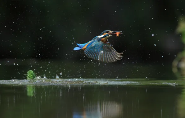 Water, flight, squirt, Kingfisher, catch, bird