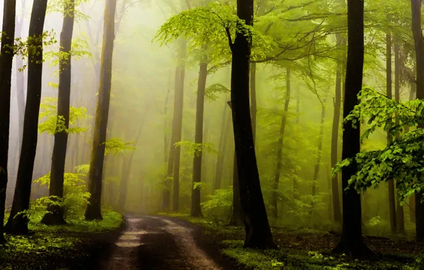 Road, forest, leaves, the sun, trees, fog