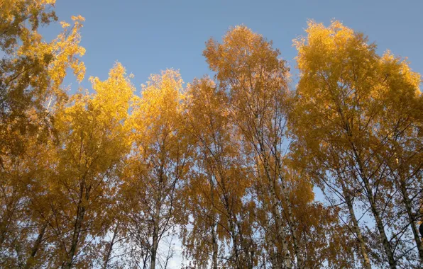 Autumn, birch, autumn forest