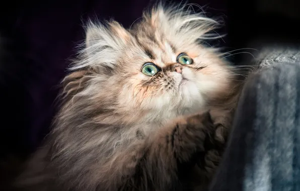Cat, look, pose, kitty, fluffy, fabric, black background, face
