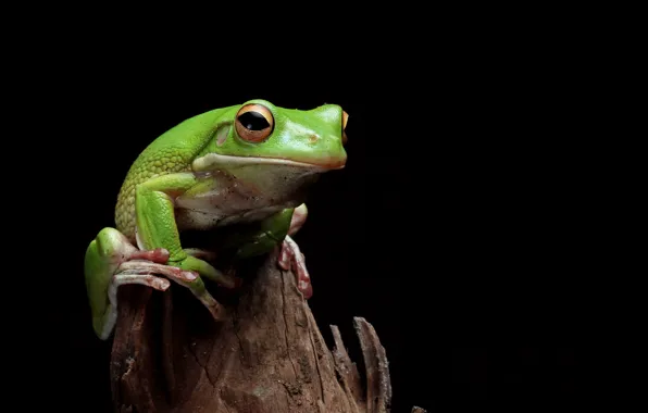Look, pose, stump, frog, black background, green, wood