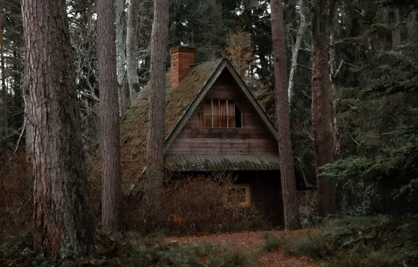Picture forest, trees, nature, house, house, wilderness