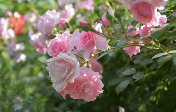 Roses, buds, bokeh, rose Bush