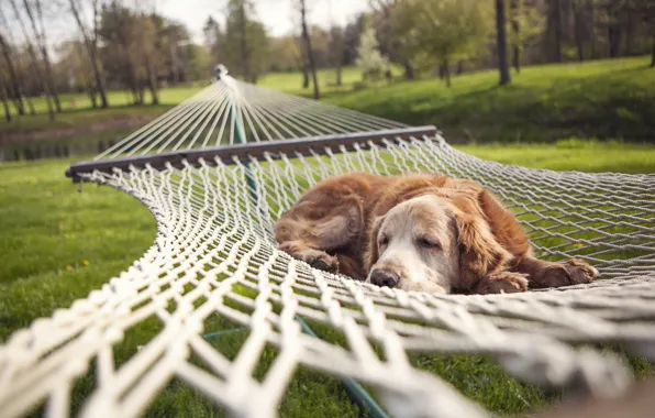 Summer, dog, hammock