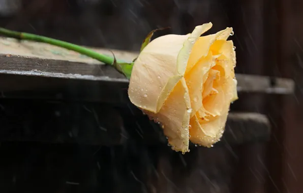 Flower, drops, rain, Board, rose, Bud, lies, yellow