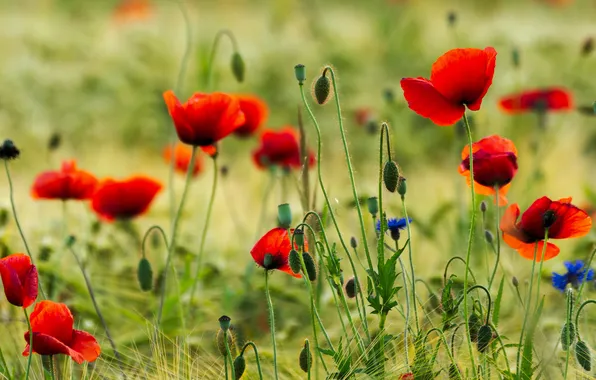 Summer, flowers, glade, Maki, red, bokeh, cornflowers