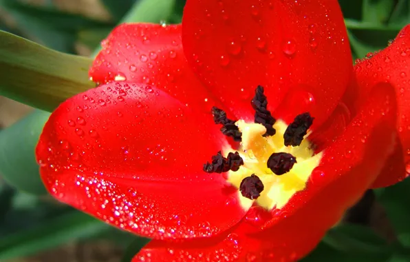 Picture Red, Large, Tulip