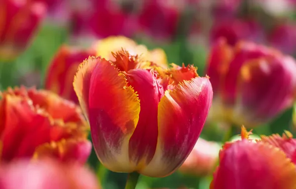 Picture macro, tulips, buds, bokeh