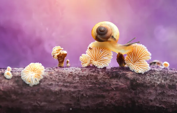 Macro, background, tree, mushrooms, snail, branch, log