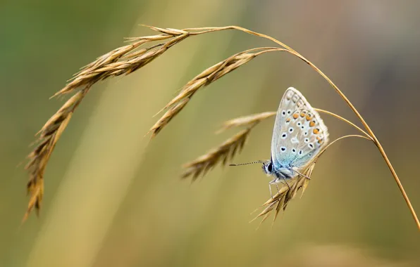 Picture summer, grass, macro, nature, butterfly