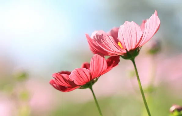 Picture nature, flowers, cosmos