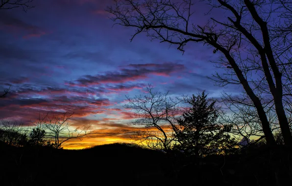 Picture the sky, clouds, trees, the evening, silhouette, glow