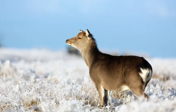 Picture winter, field, deer