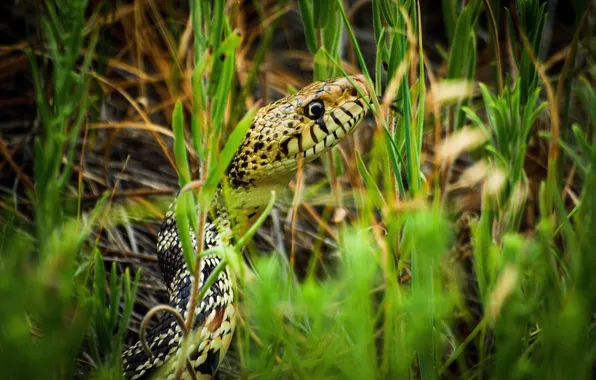 Grass, macro, snake