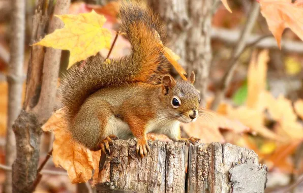 Autumn, leaves, stump, protein, red