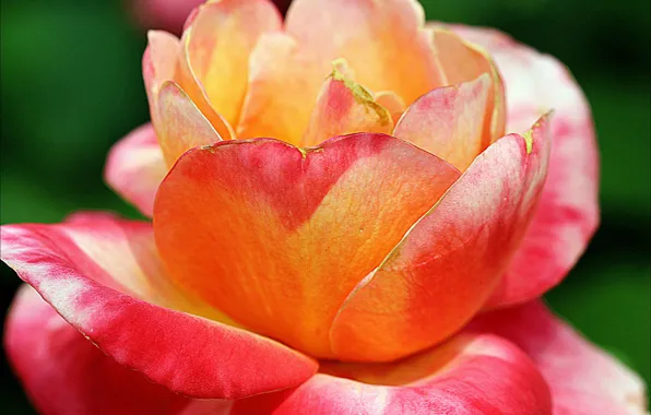 Macro, roses, petals, buds