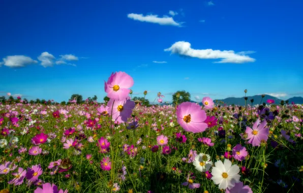 Clouds, flowers, mountains, field of flowers, blue sky