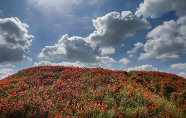 Summer, the sky, grass, the sun, clouds, flowers, red, hills