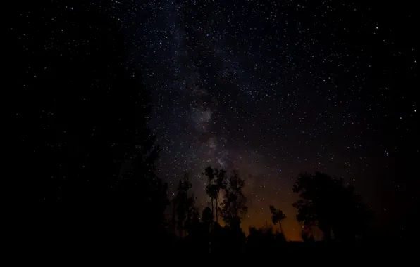 Space, stars, trees, night, space, the milky way