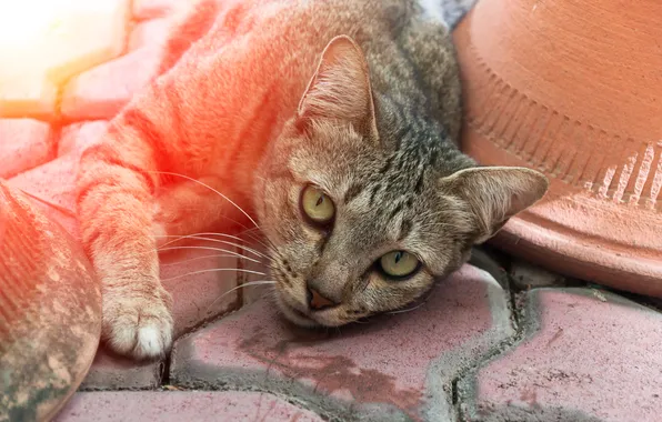 Cat, cat, look, light, pose, grey, tile, lies