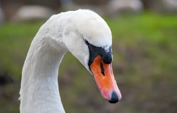 White, bird, portrait, Swan