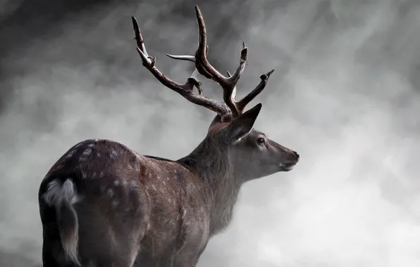 Deer, Horns, Animals