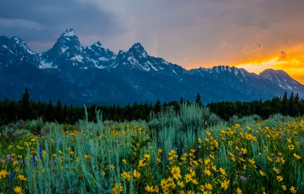 Forest, summer, the sky, grass, light, sunset, flowers, mountains