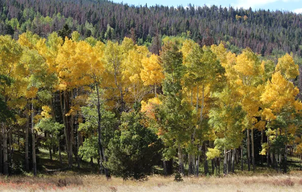 Picture autumn, forest, trees, slope