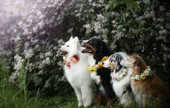 Look, pose, dog, white, face, Samoyed