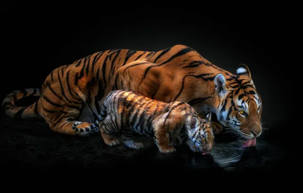 Picture tiger, black background, cub, drink, tigress, tiger, mother