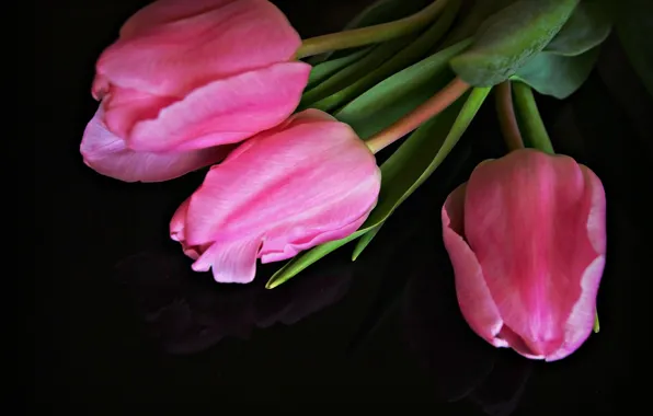 Tulips, pink, buds, black background
