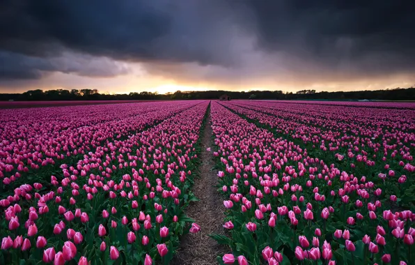 Flowers, clouds, spring, tulips, a number, pink, path, plantation
