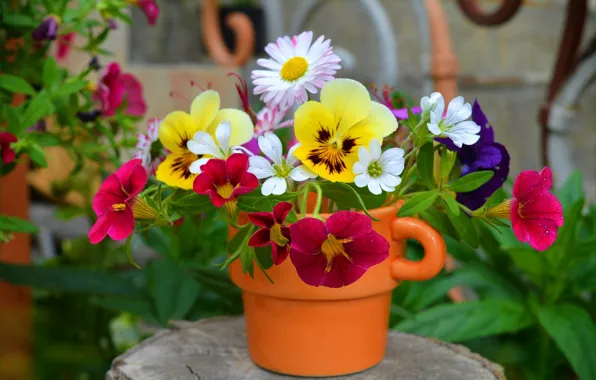 Flowers, Flowers, Colors, A pot of Flowers, Viola