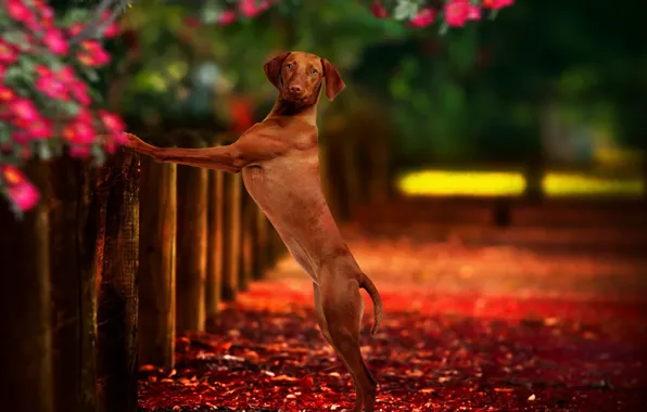 Background, each, the fence, dog