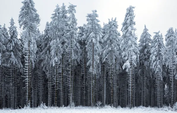 Winter, forest, landscape