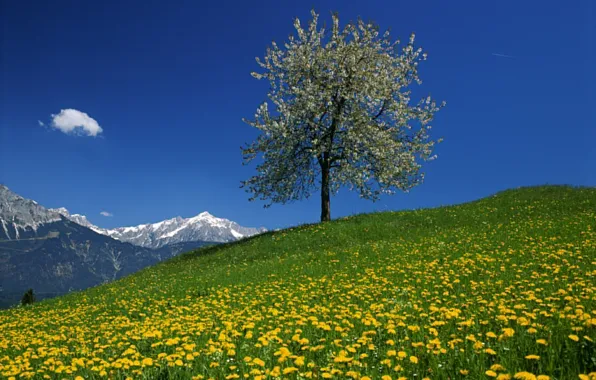 The sky, flowers, mountains, tree, dandelion, Austria, meadow