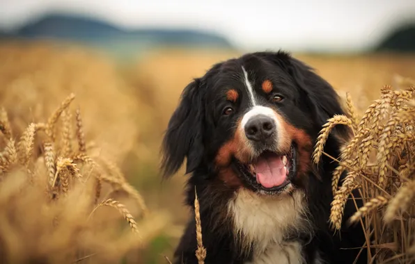 Field, look, face, dog, ears, dog, Bernese mountain dog