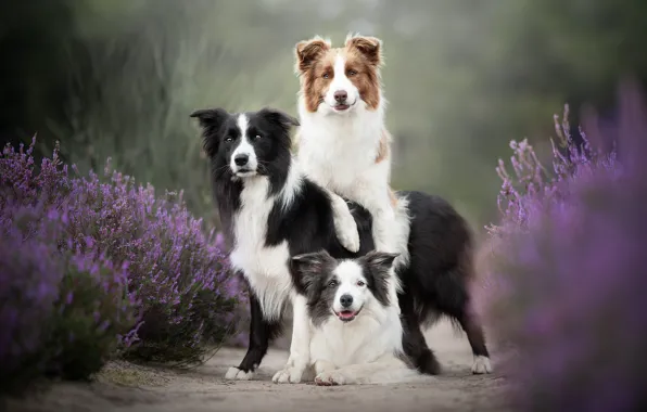 Picture dogs, trio, friends, Trinity, Heather, The border collie