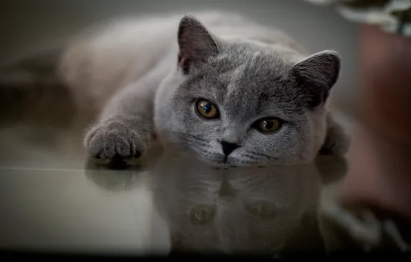 Picture look, reflection, muzzle, foot, cat, British Shorthair