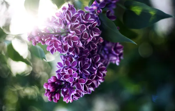 Picture leaves, rays, light, flowers, blur, lilac