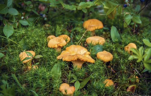 Mushrooms, moss, blueberries, chanterelles