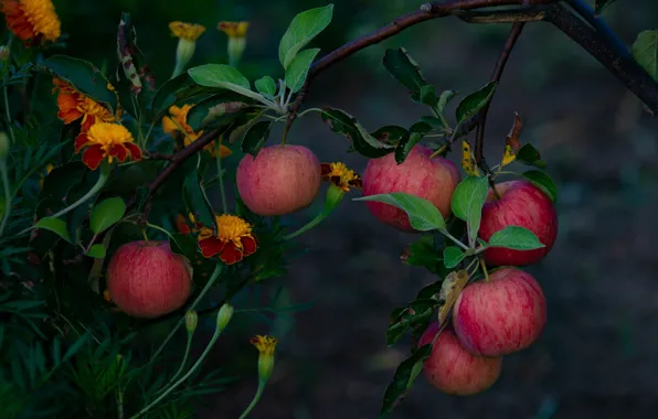 Leaves, flowers, apples, branch, garden, harvest, fruit, red